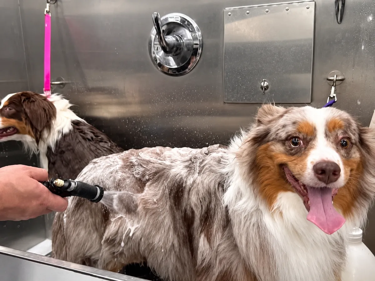 German Shepherd receiving a shampoo bath