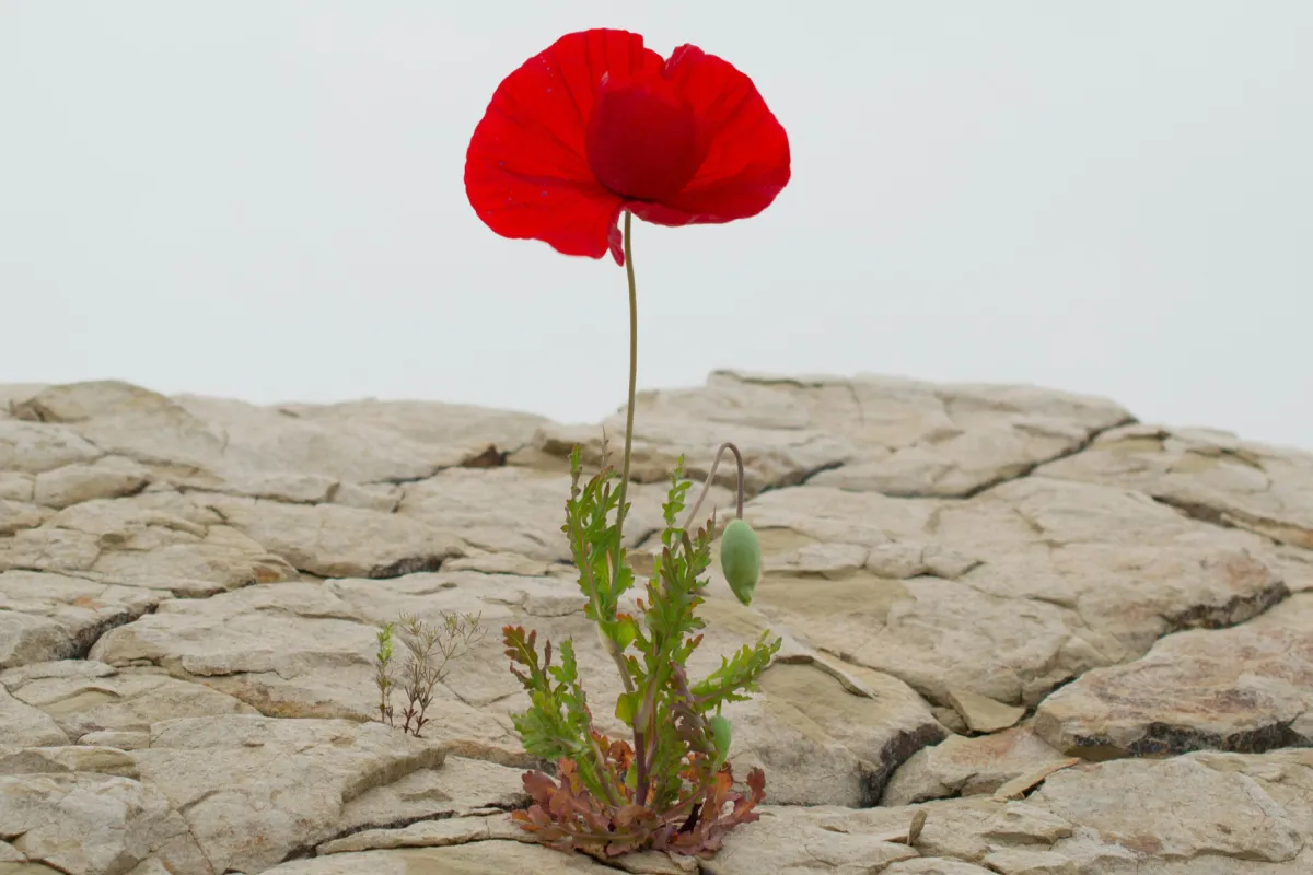 Resilience Verses Anxiety