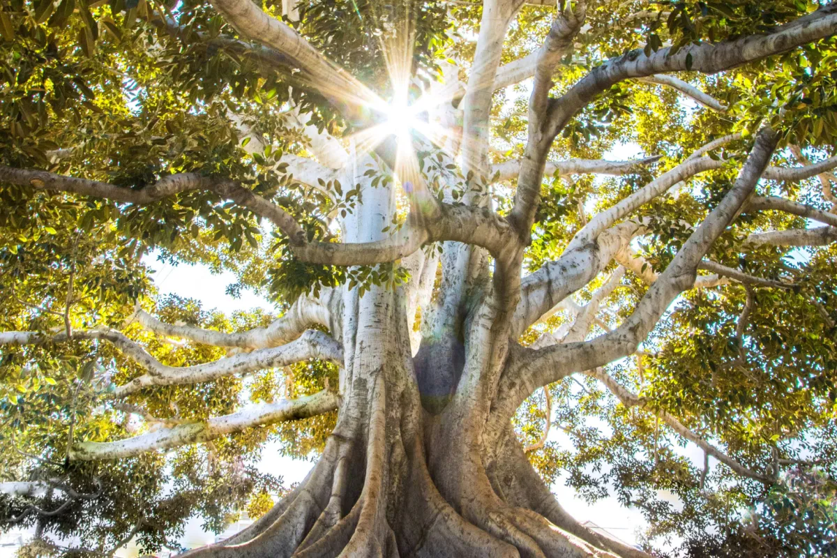 Making Decisions From Abundance