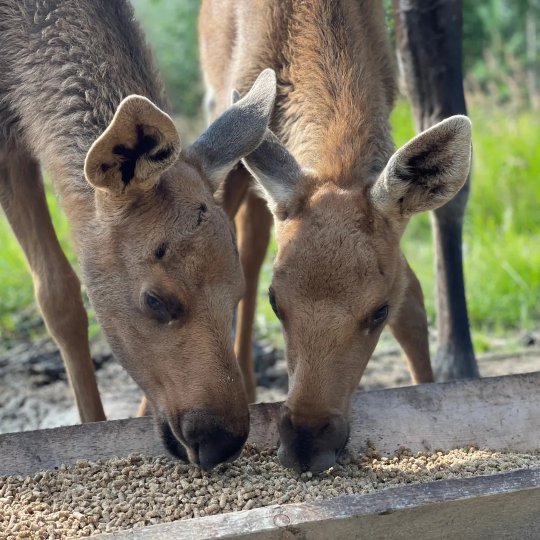 Cape wild - Babyälgar