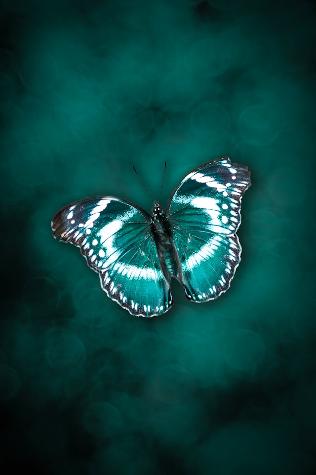 teal coloured butterfly