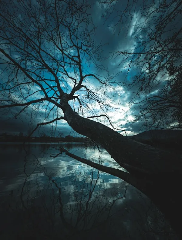 branch of a tree over a lake at dusk