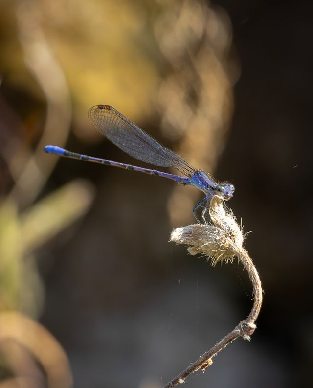 dragonfly on a plant