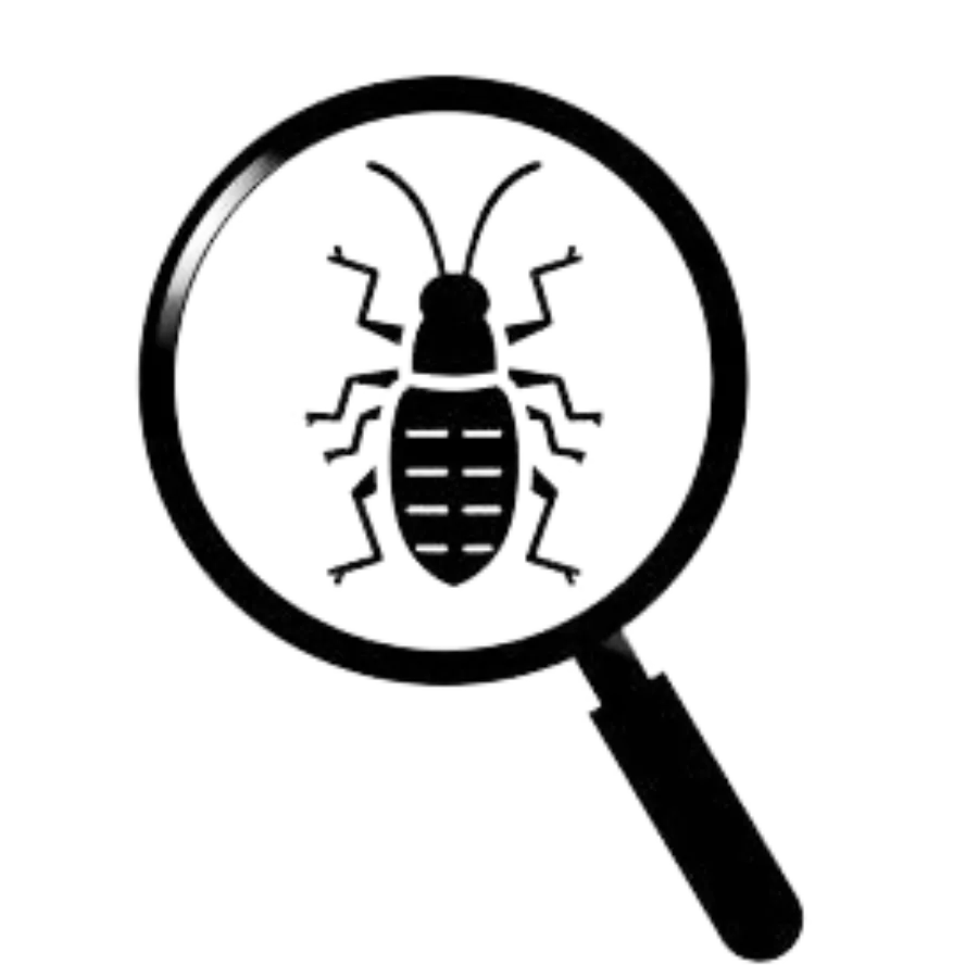 Earwig underneath a magnifier