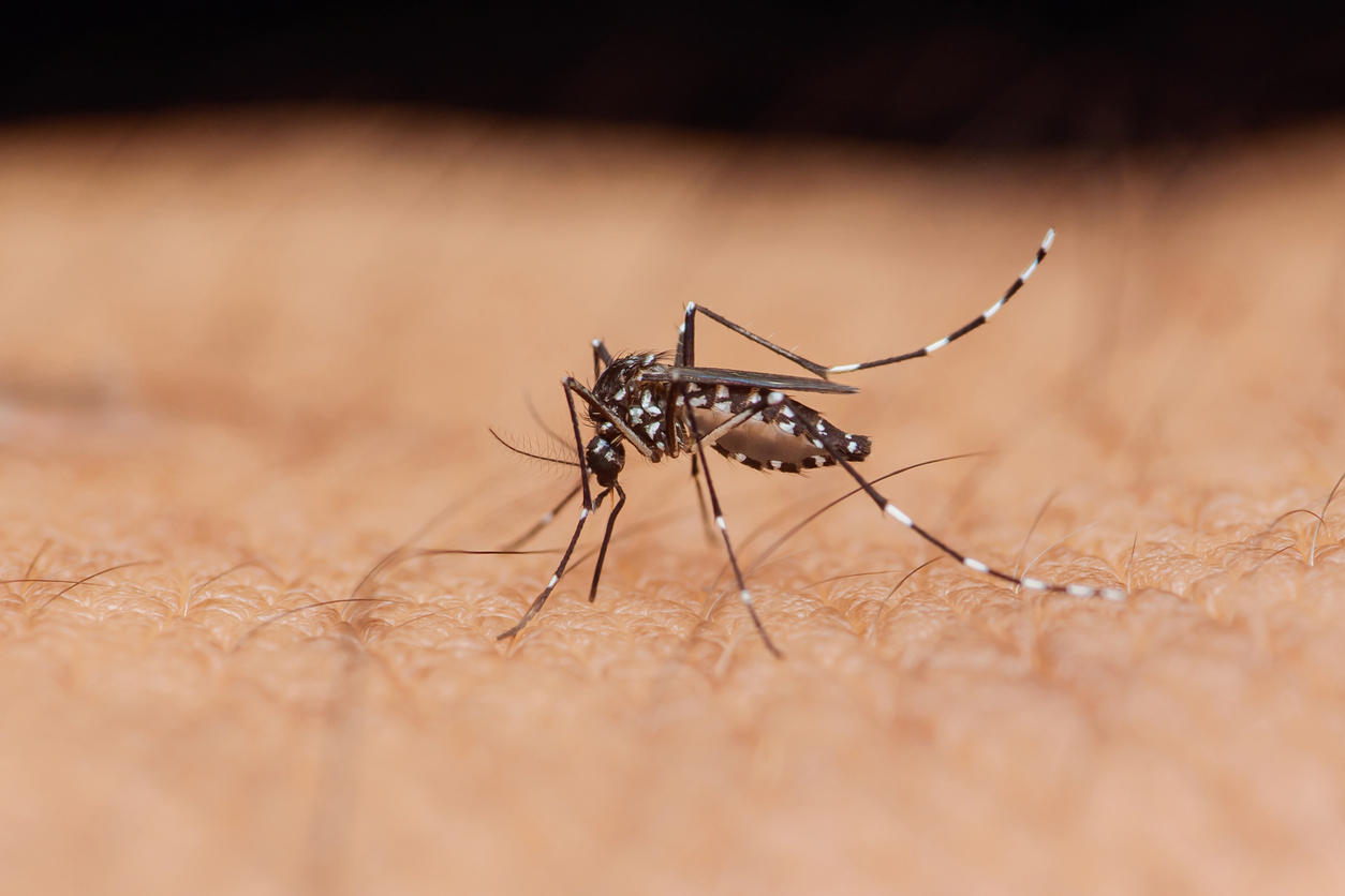 Mosquito 