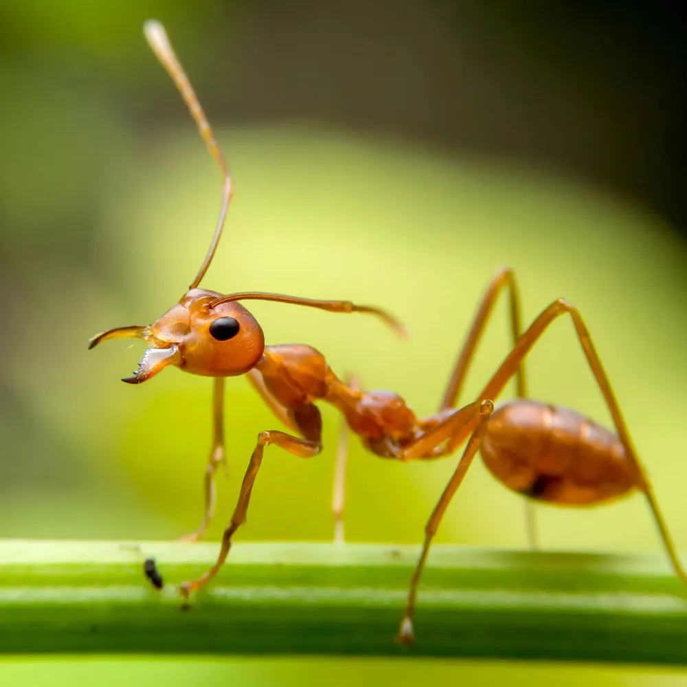 Ongoing General Pest  Program