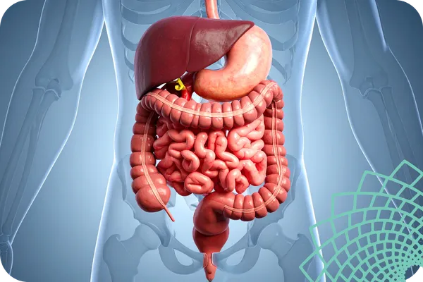 Poor Gut Health Symptoms: Signs Your Digestive System Needs Support