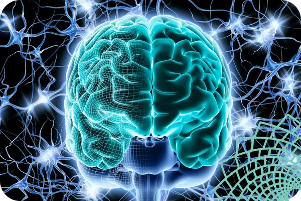 Exploring Fight or Flight and Nervous System Regulation
