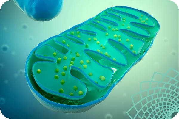 How to Strengthen Your Mitochondria