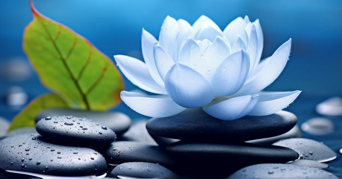 Lotus flower floating on zen stone pond
