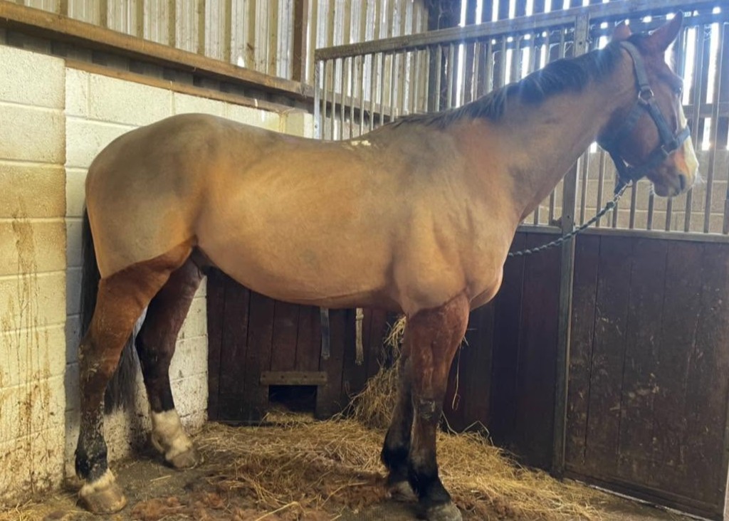 Clipped horse standing calmly in a stable
