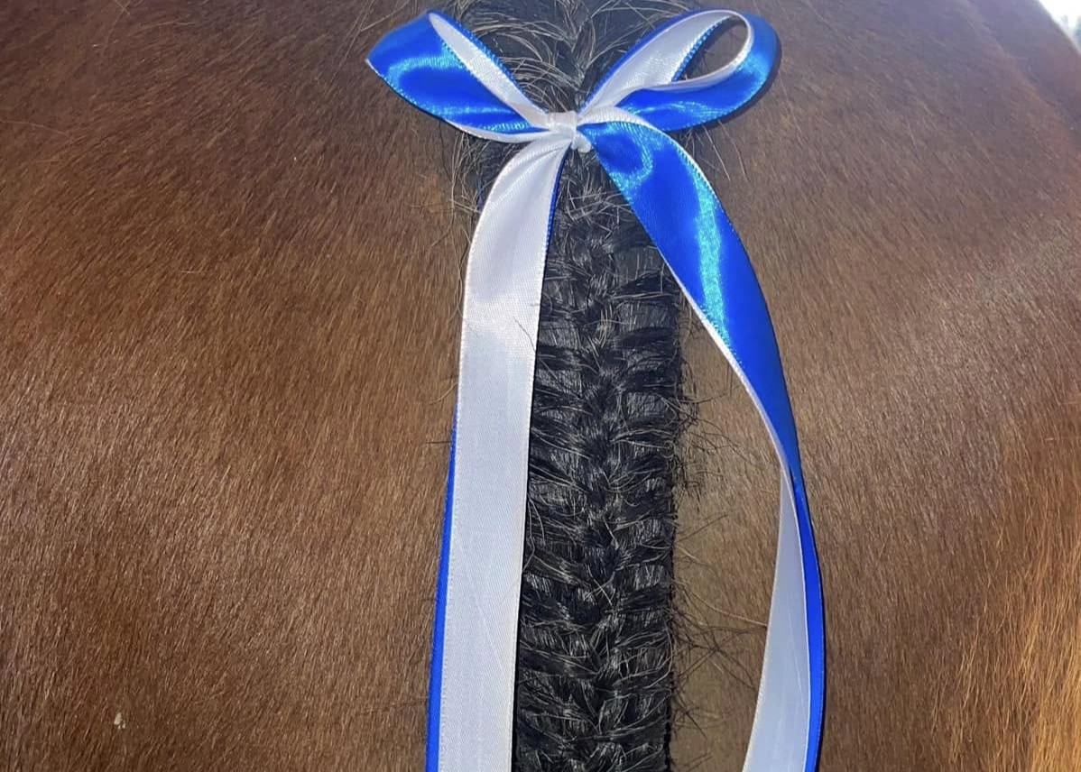 Blue and white Common Riding ribbons tied into a horse’s braided tail