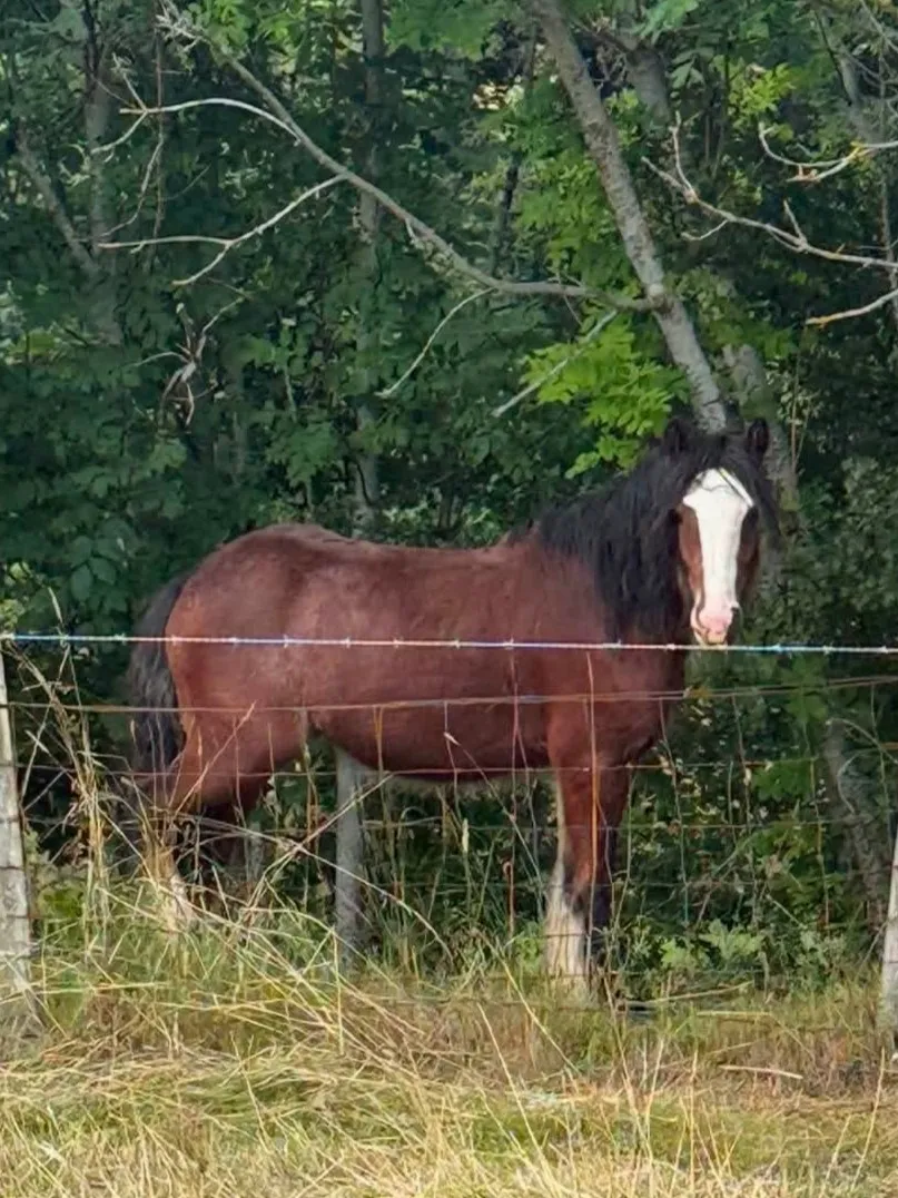 14-month-old Sports x Cob colt standing beside a For Sale sign