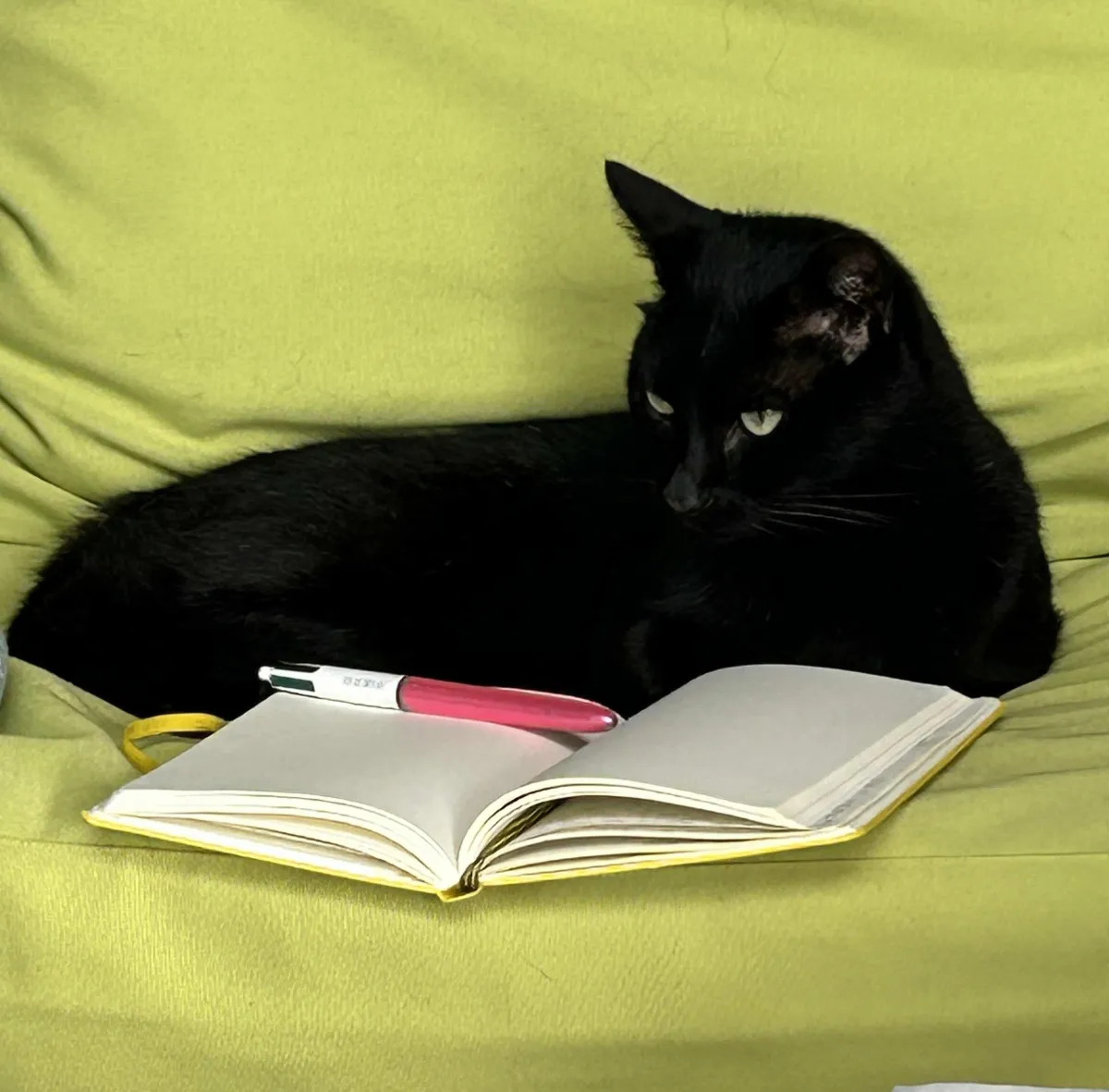 Black cat with notebook and pen