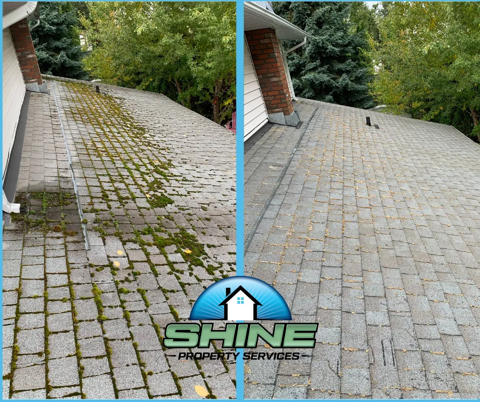 Moss buildup on a roof before cleaning