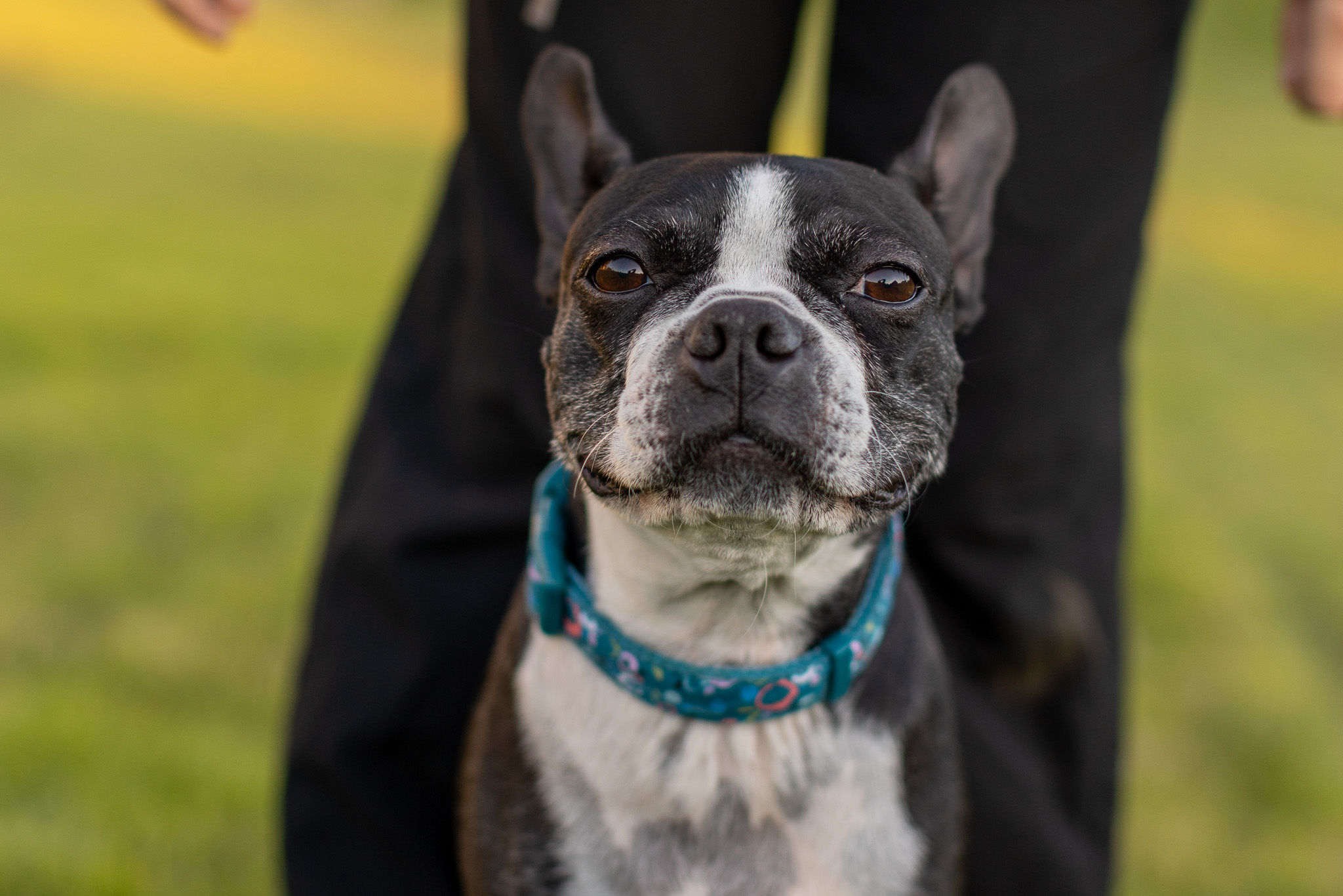 Boston Terrier dog sitting outdoors on green grass, photographed during a professional dog portrait session by Andria May Photography in Gilbert, Arizona.