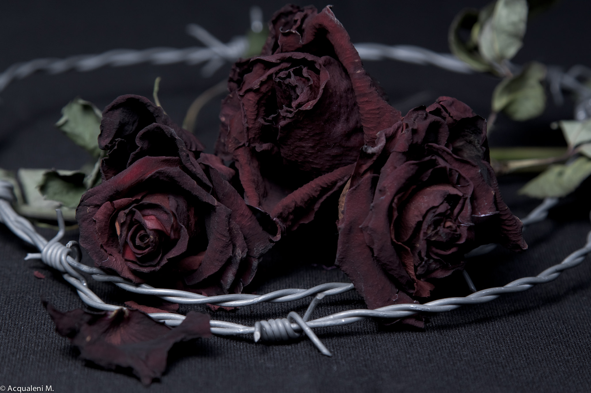 Roses