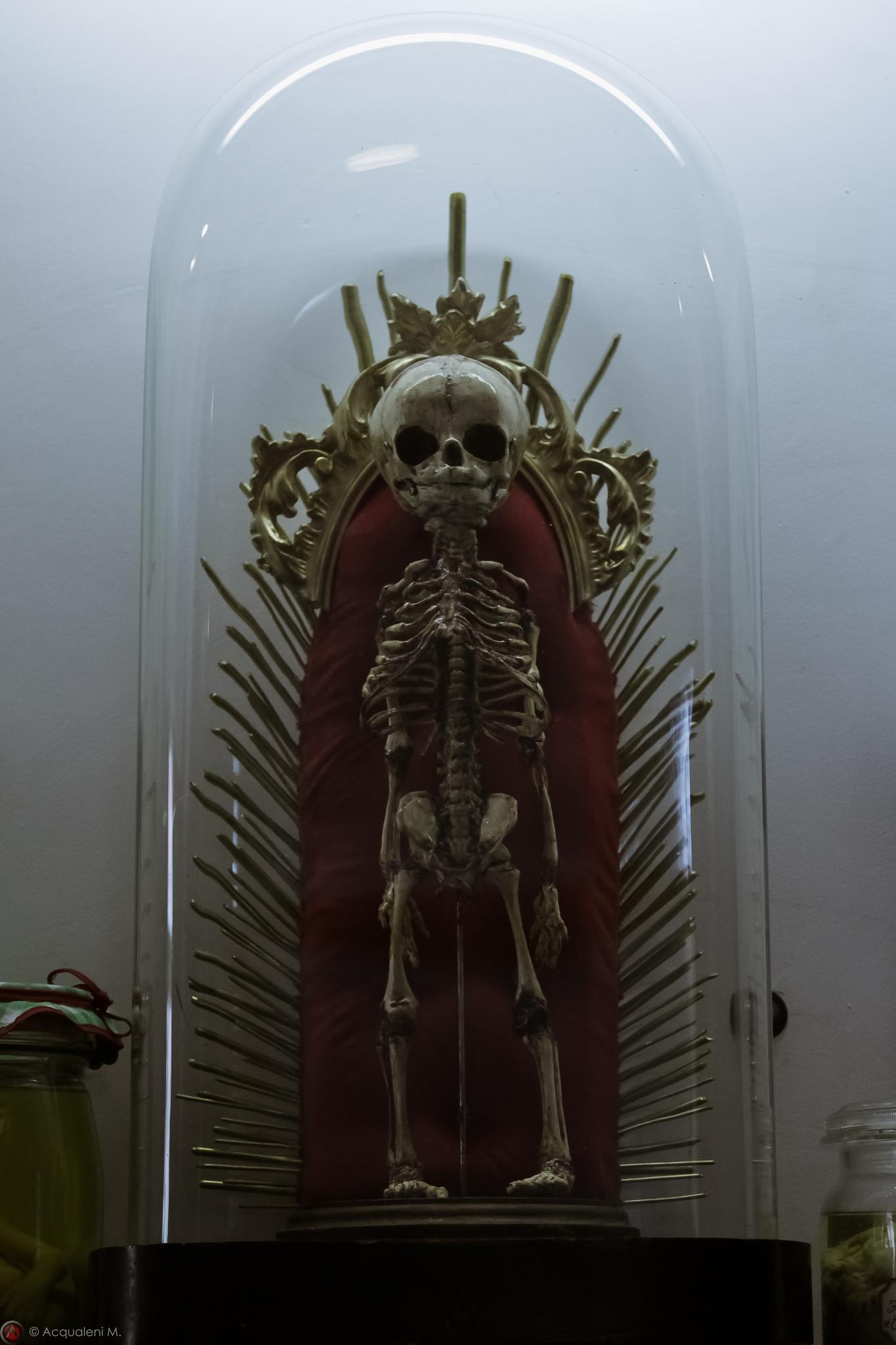 Skeleton
