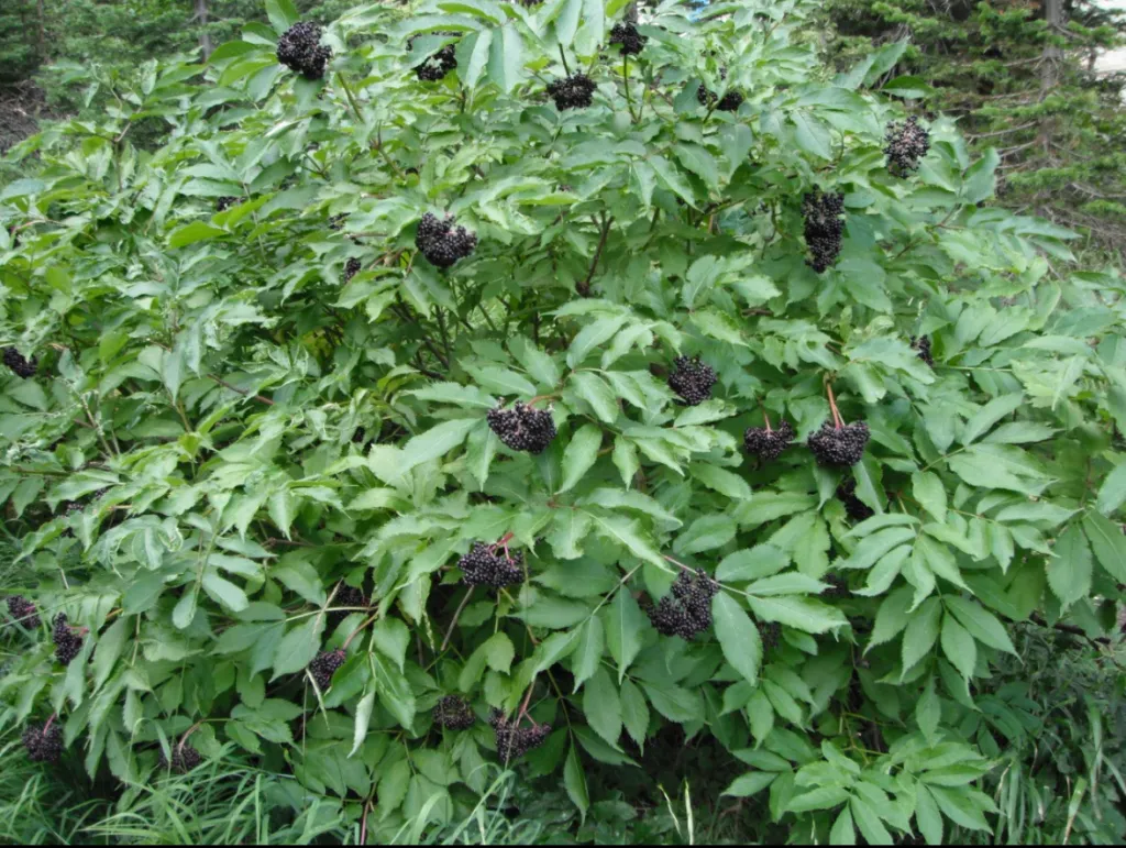 Elderberry