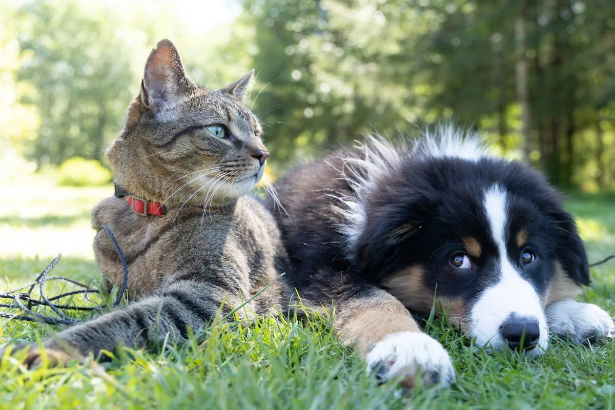 Soins énergétiques pour animaux, un chien et un chat assis côte à côte dans un pré de fleurs jaune