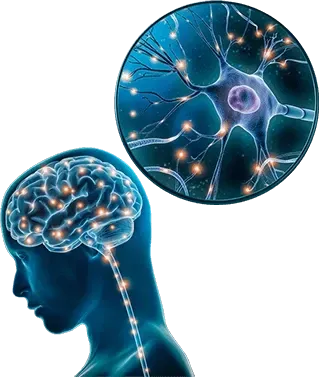 Brain Song Cognitive