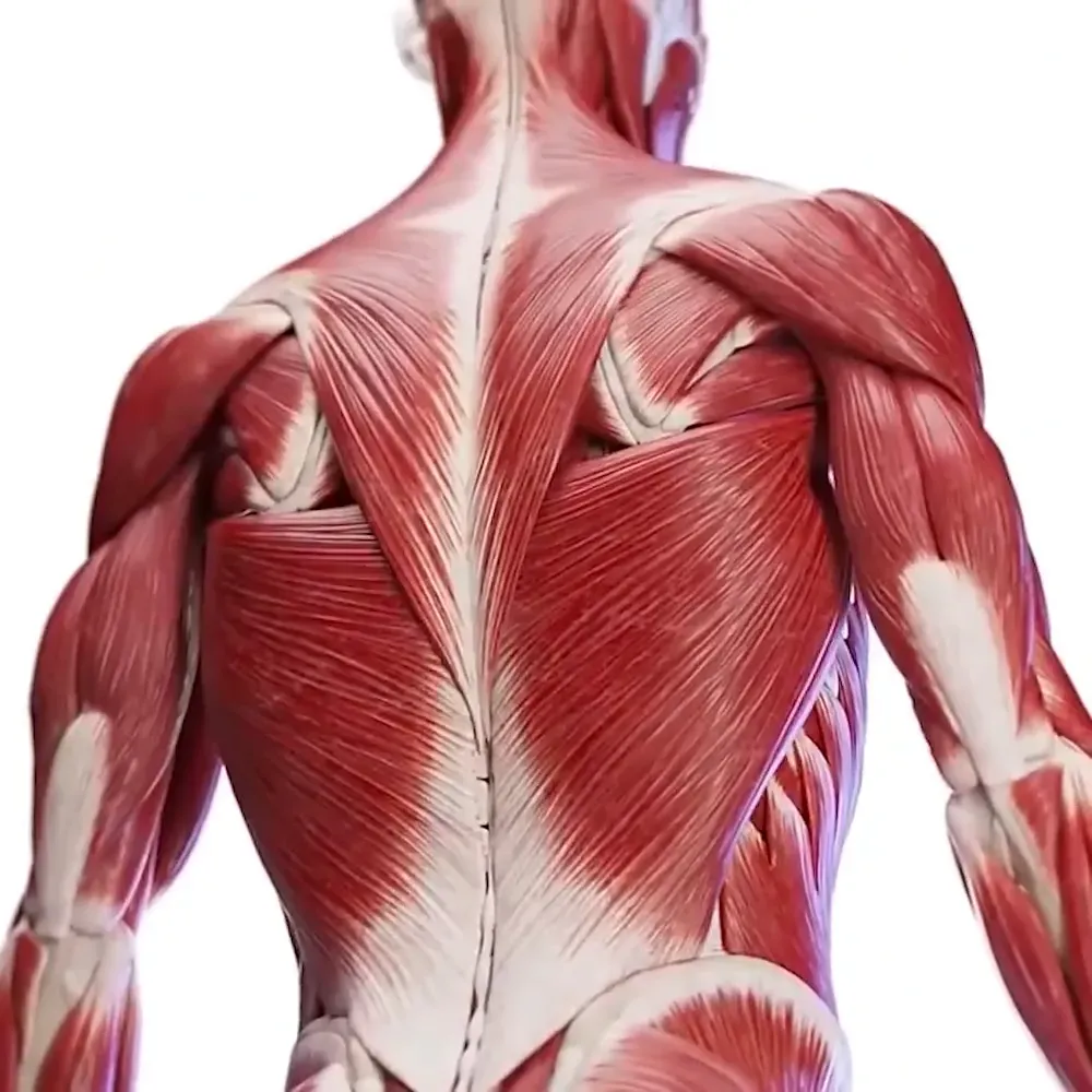  WellaBack Posture Corrector Muscles