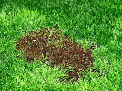 Reseeding in El Paso