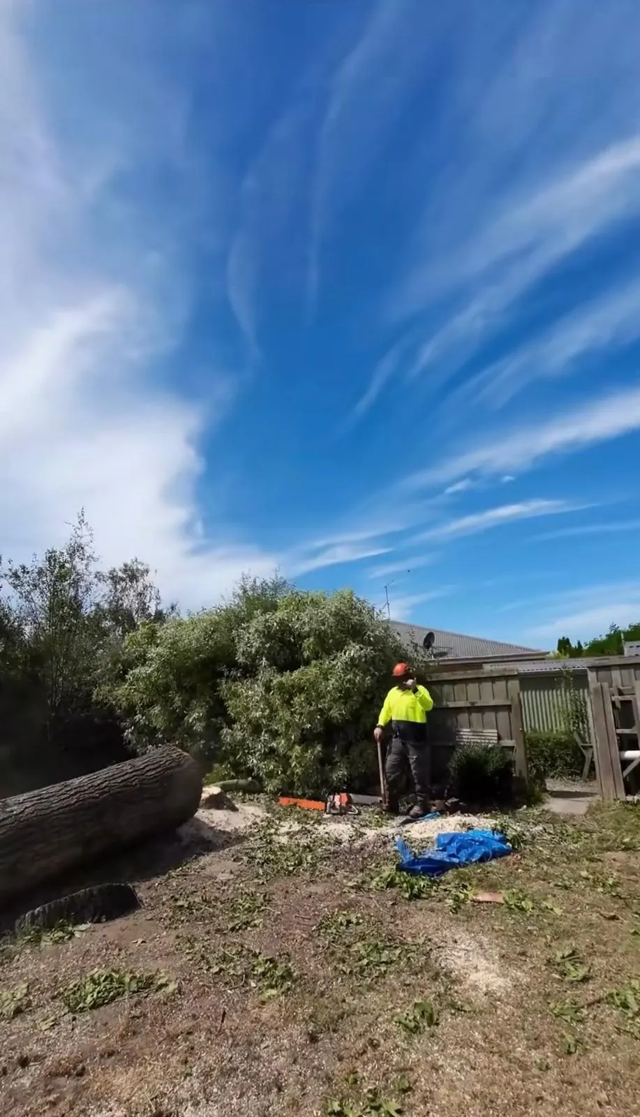 Explore tree management arborist