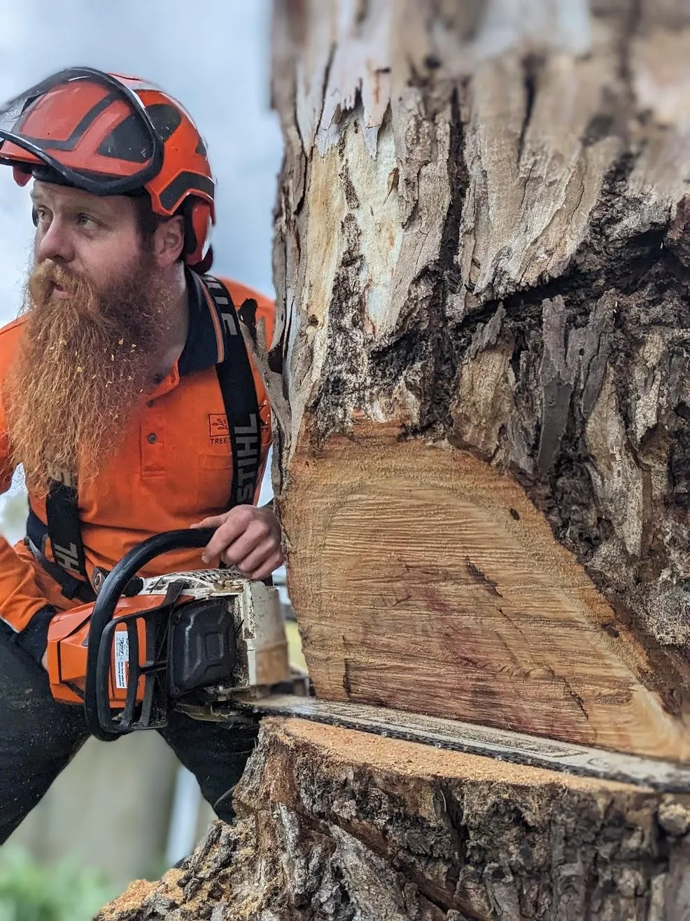 Explore tree management arborist