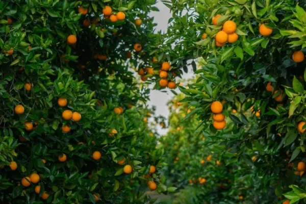 alt="Áreas verdes con plantas frutales en Residencial La Perla de Huaral"