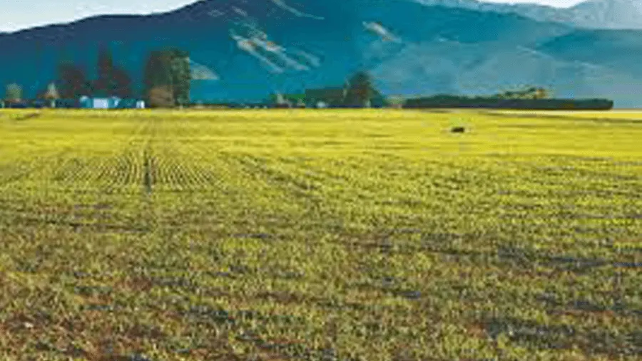 Pasture renewal and regrassing project on West Coast farmland