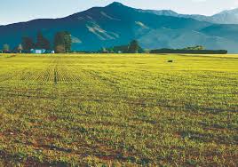 Pasture renewal and regrassing project on West Coast farmland
