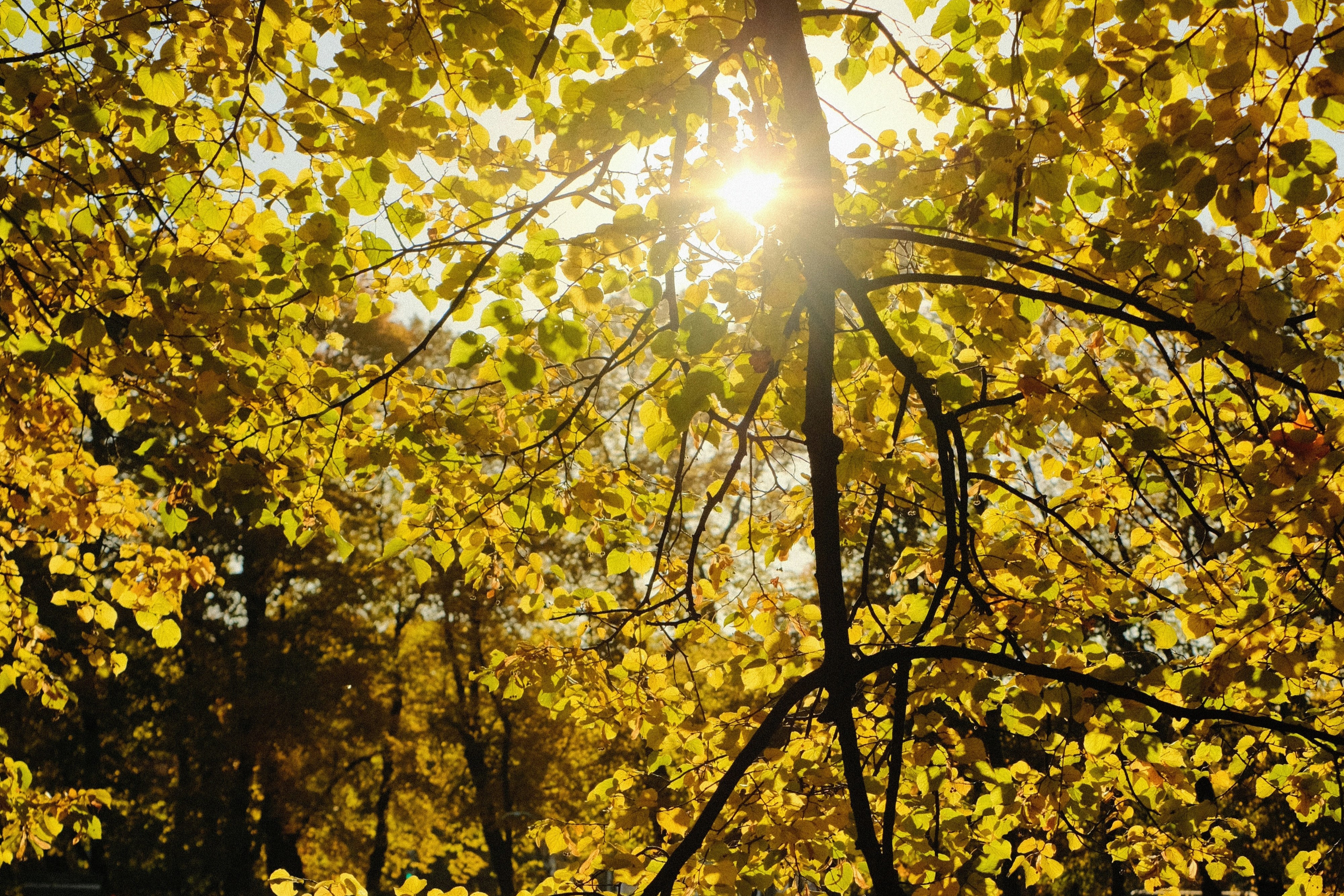 Soft-focus-light-through-trees