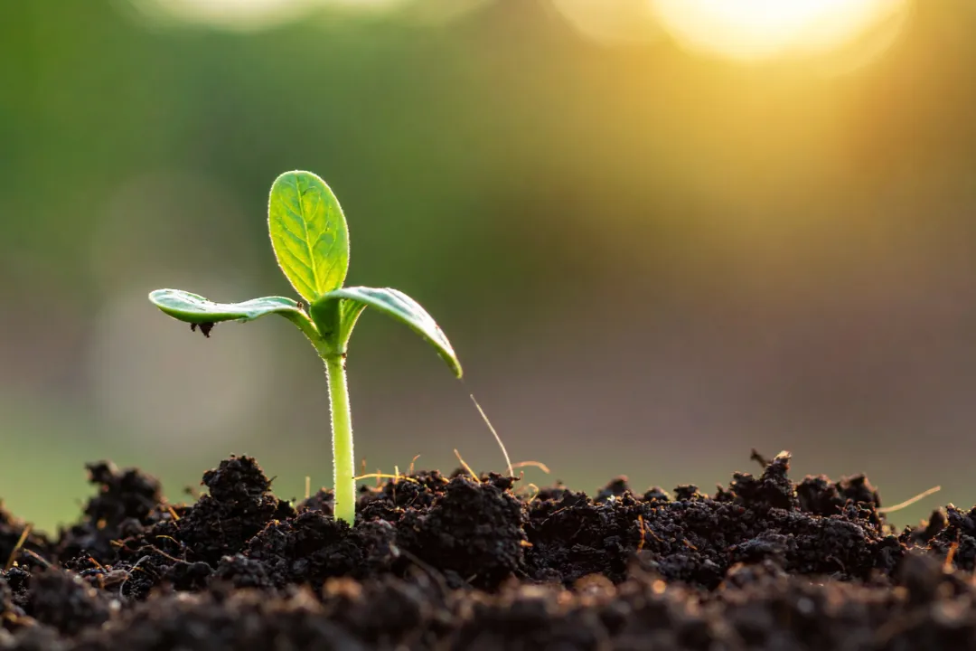 single-plant-bursting-through-soil