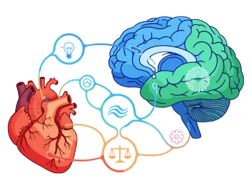brain-heart-connection