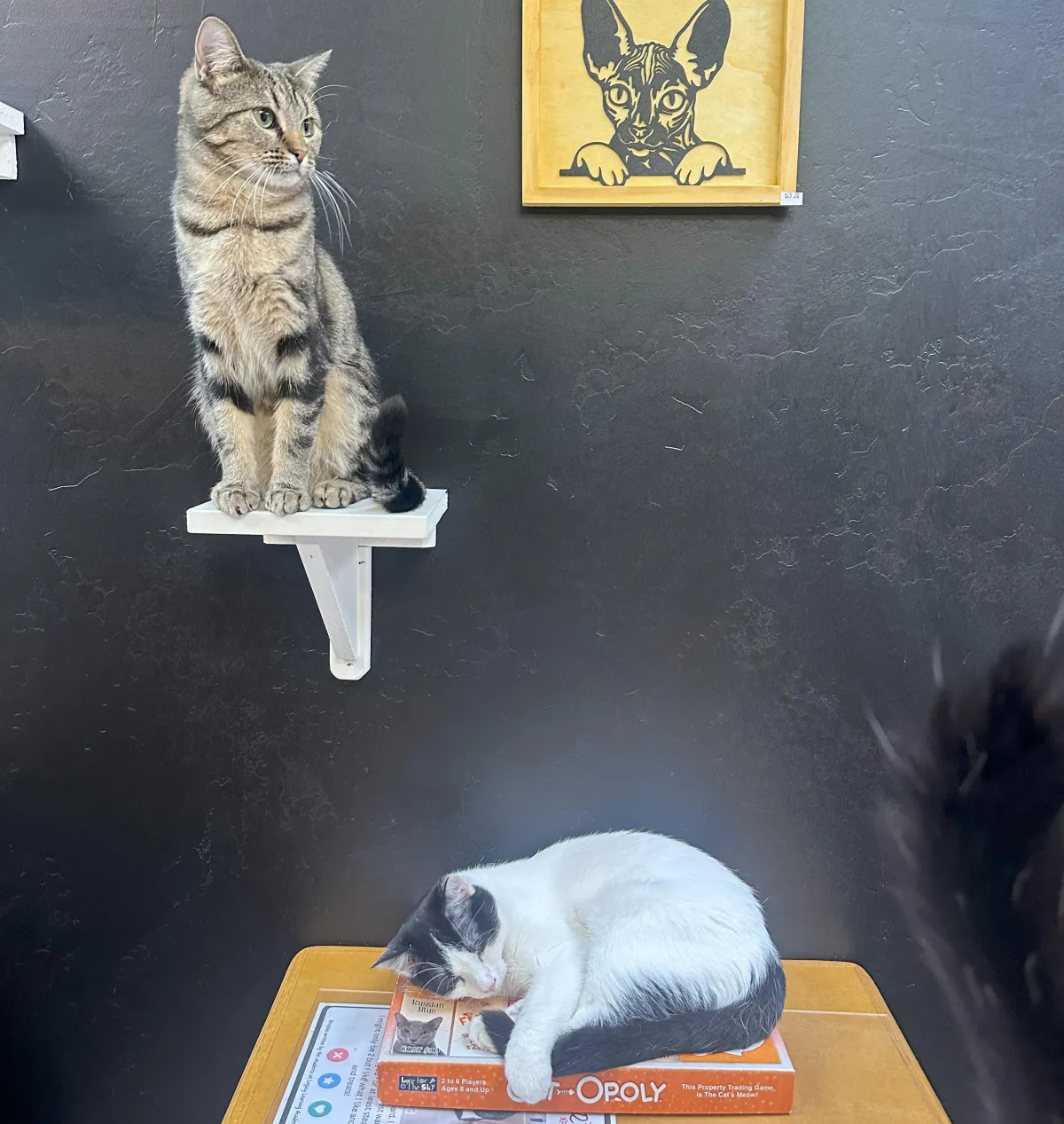 a dog rolling around on its back on the floor