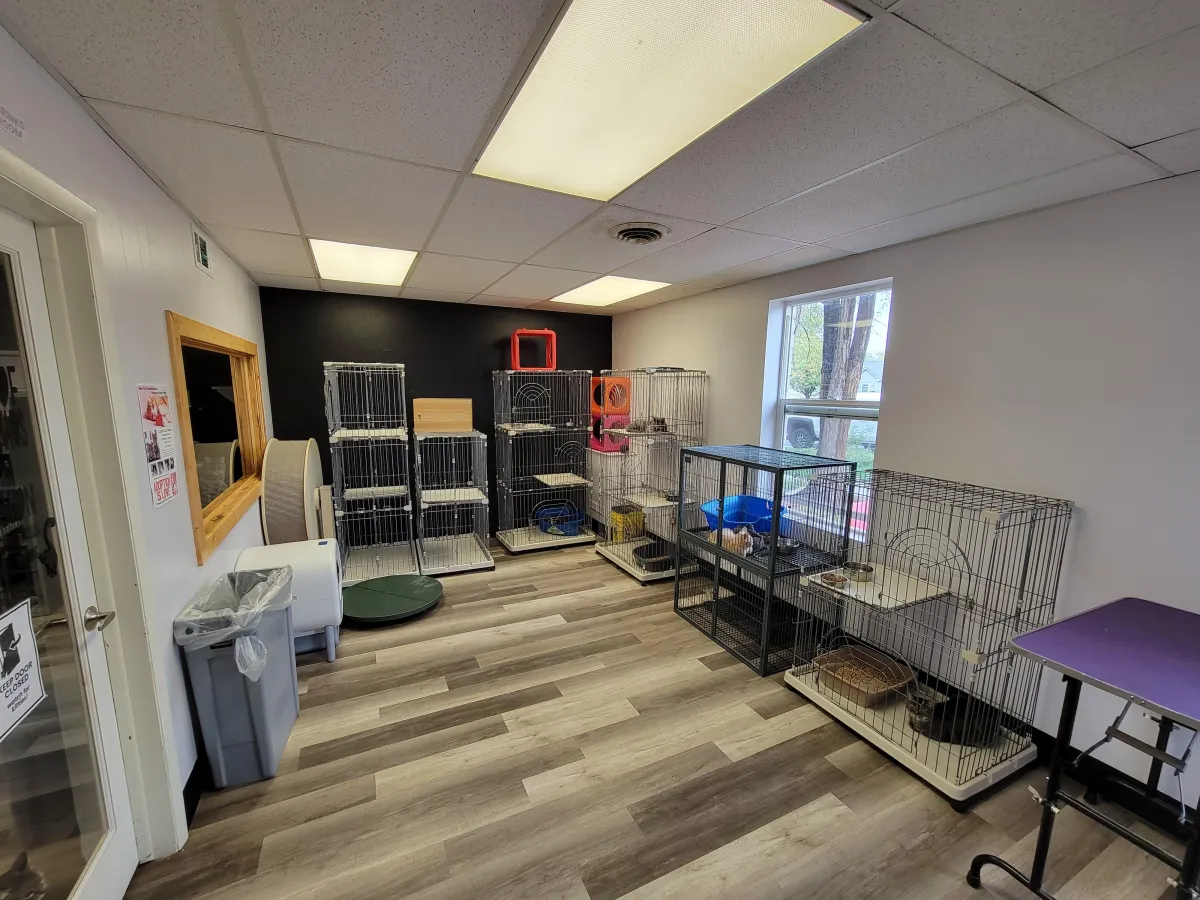 A brown dog holding a white ball in its mouth