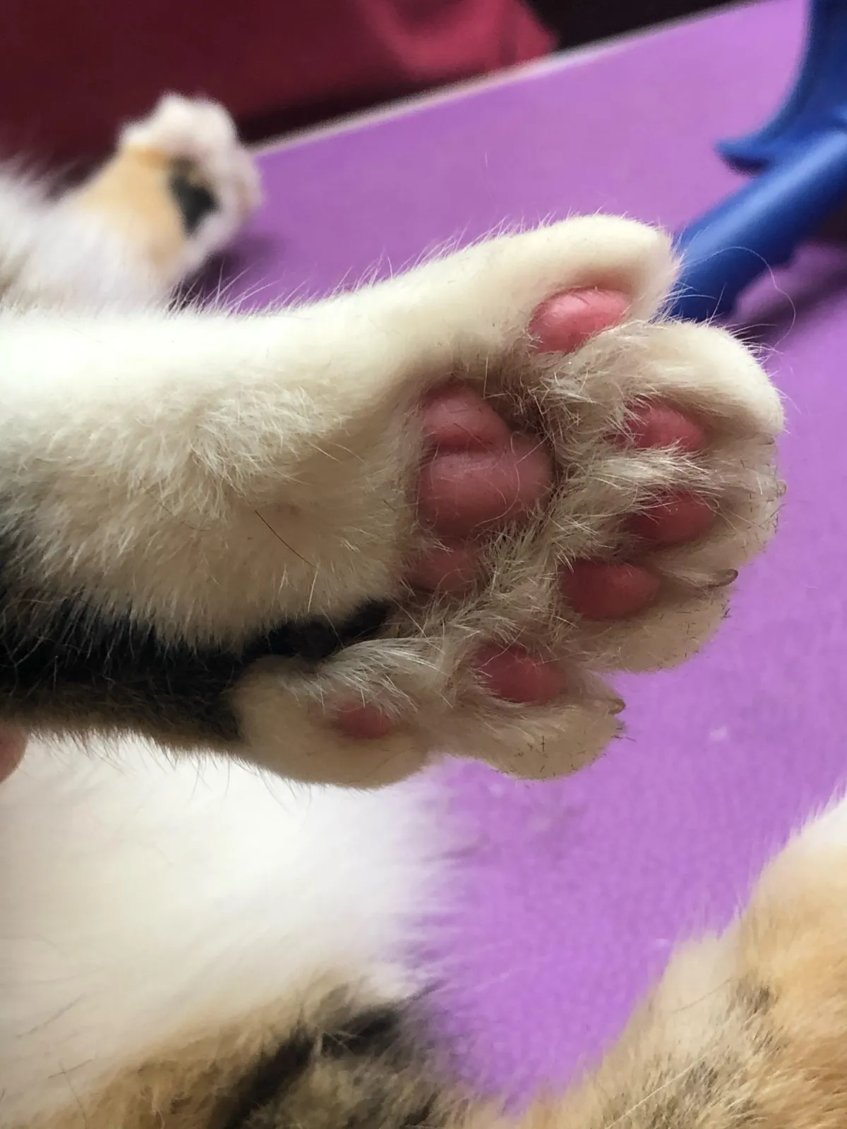 A brown dog holding a white ball in its mouth