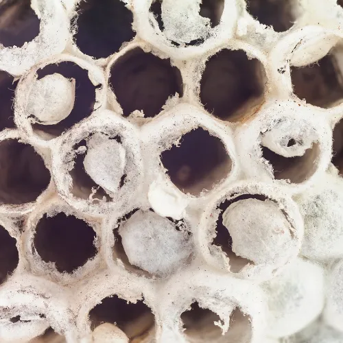 Nid de Guêpes et Frelons