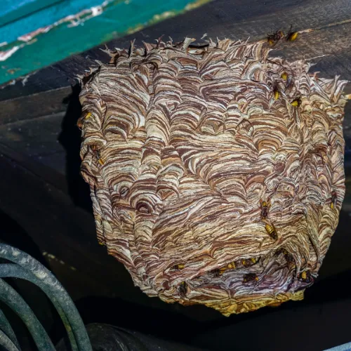 Nid de Guêpes et Frelons