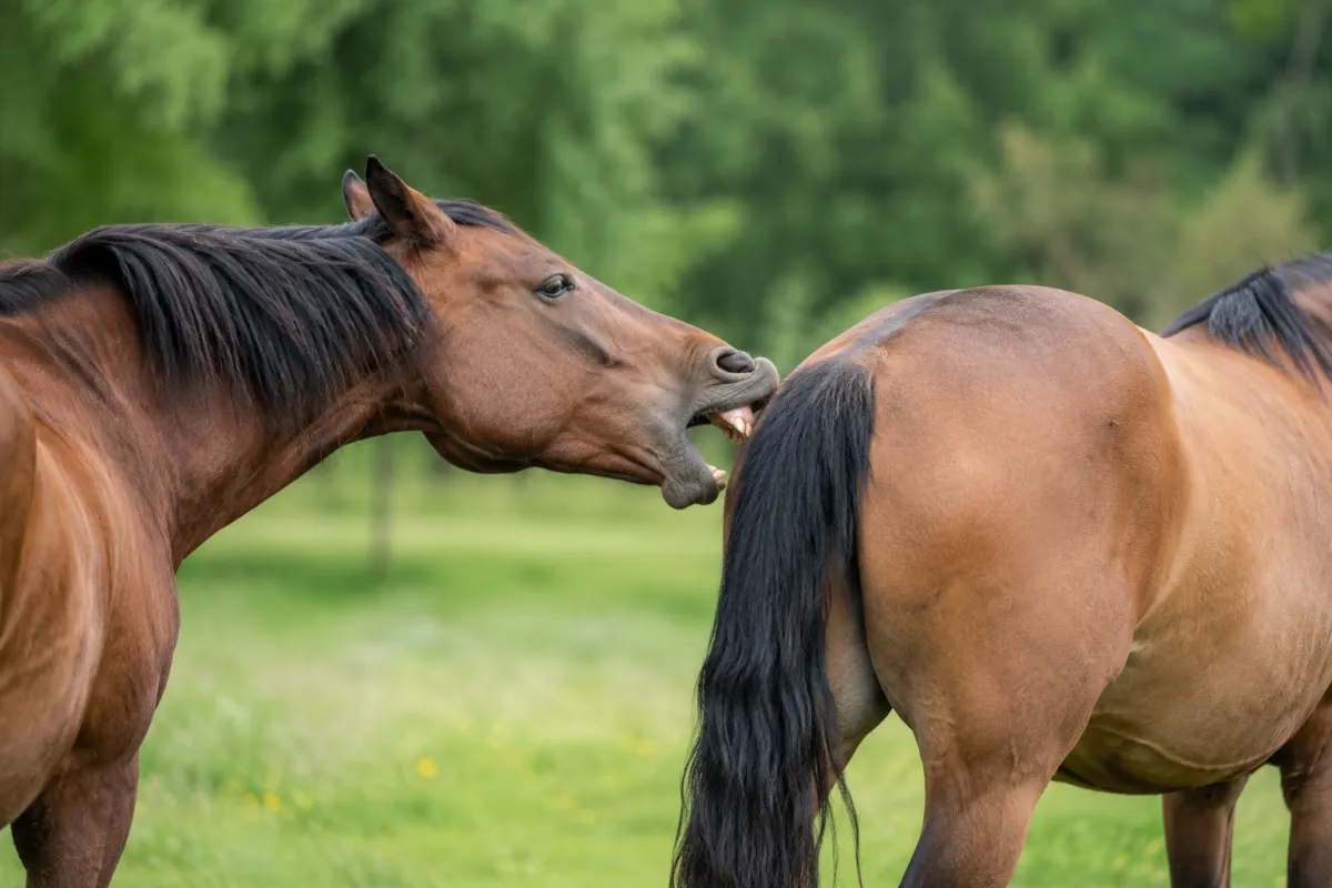 Why Does My Horse Bite?
