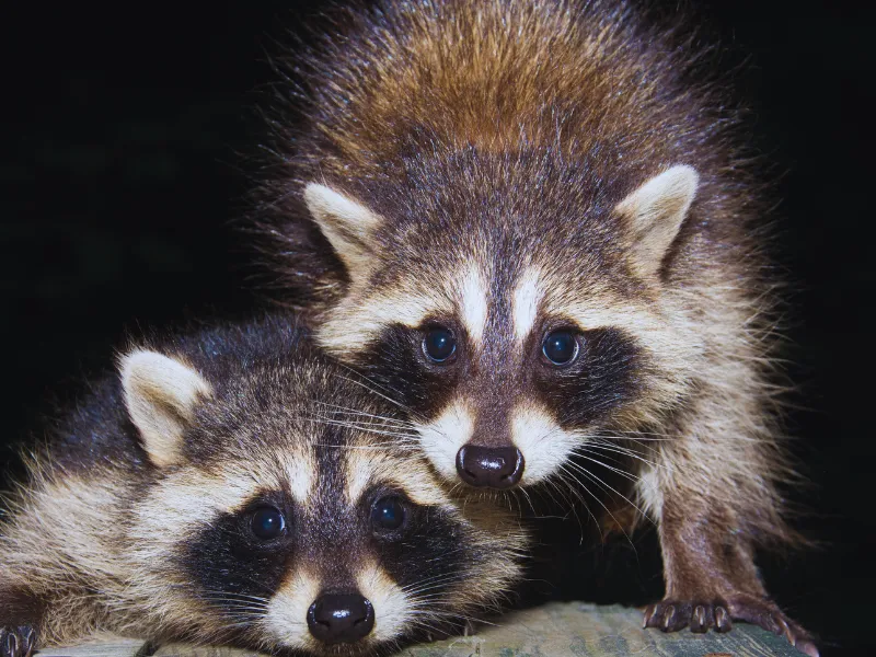 two raccoons in attic being safely and humanely removed