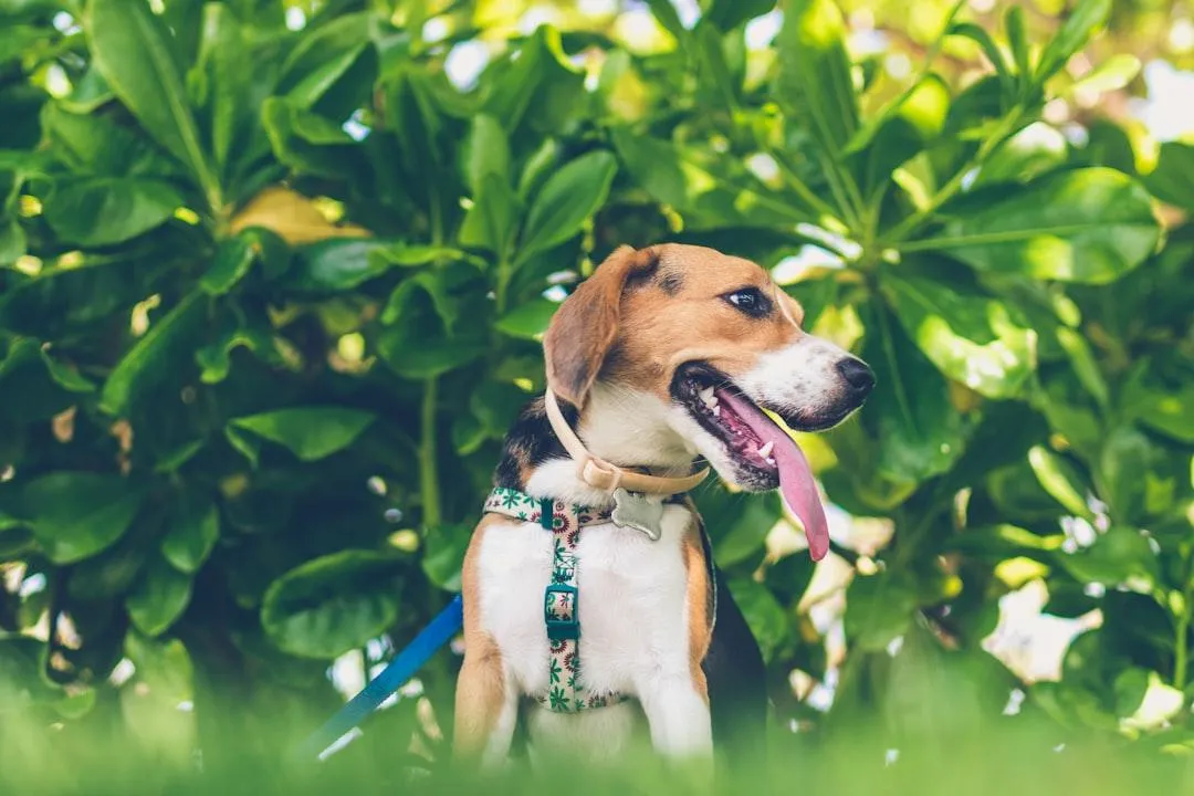 Joyful dog smiling during a walk in St. Petersburg, Florida, illustrating the happiness and care provided by Happy Dog St. Pete.