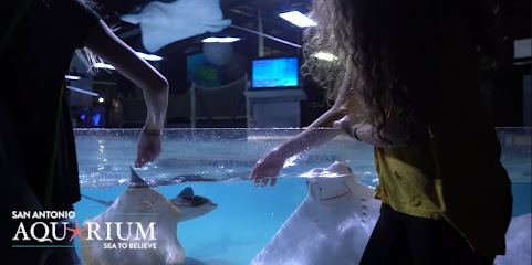 Mobile Dent Repair in North San Antonio