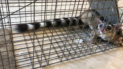 Mobile Dent Repair in Stone Oak