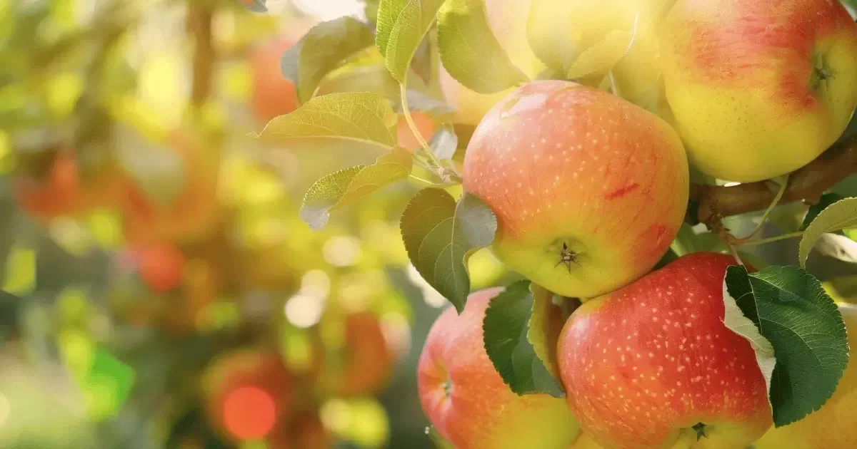 What My Apple Tree Reminded Me About Being Human