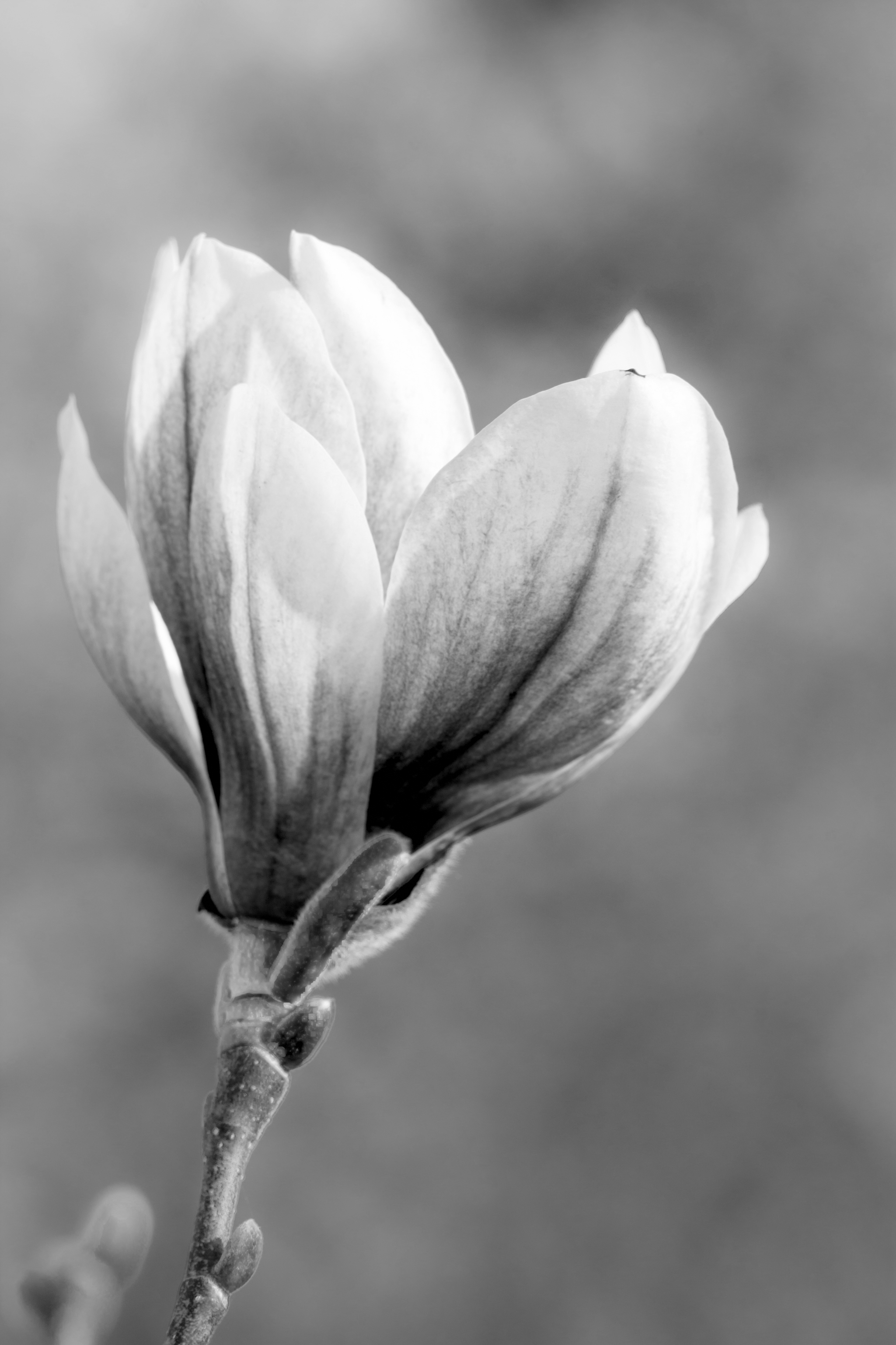 Magnolia Blossom in the Spring Sunlight