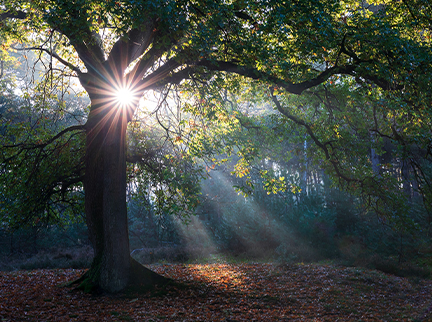beautiful sunbeams in autumn forest