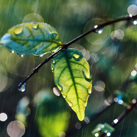 Dragonfly Reiki Central Trauma Informed Reiki Support Group