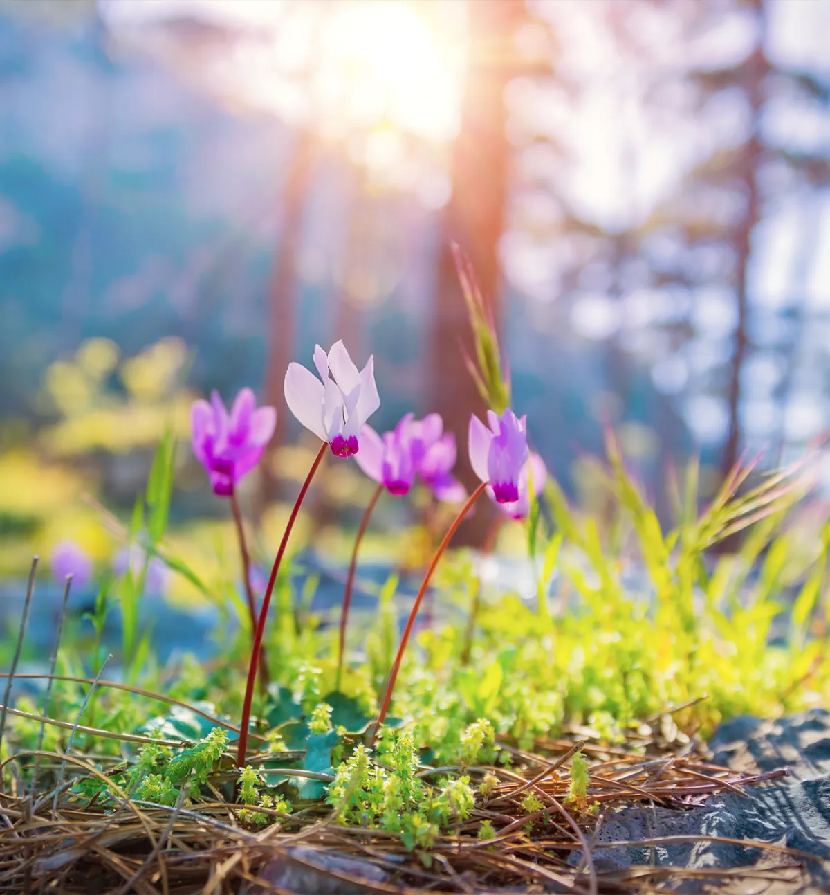 Beautiful spring flowers